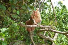 Non – Jungle Jungle (115)